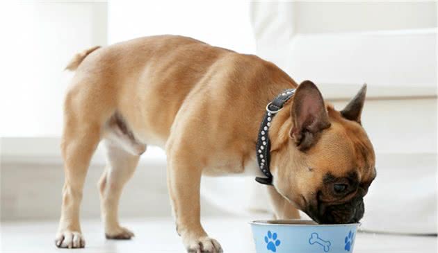 为什么提倡给猫狗喝羊奶粉？