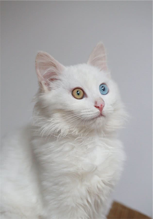 中国传统名猫之一的临清狮子猫，颜值堪比布偶，性格更温顺