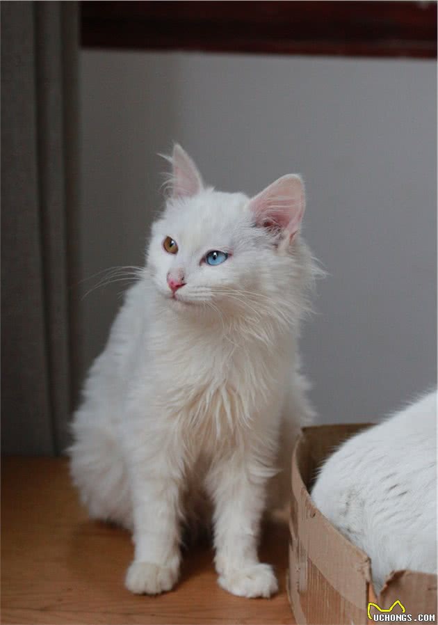 中国传统名猫之一的临清狮子猫，颜值堪比布偶，性格更温顺