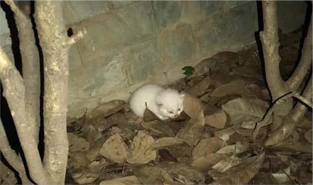 中国传统名猫之一的临清狮子猫，颜值堪比布偶，性格更温顺