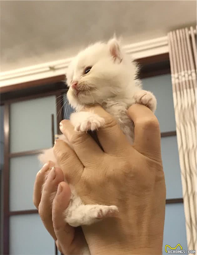 中国传统名猫之一的临清狮子猫，颜值堪比布偶，性格更温顺