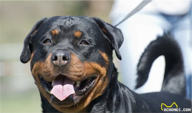 关于犬不同生长阶段的养殖技术，与管理管方法，进来学学