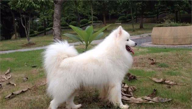 雪橇犬有哪些品种，最后一个太像大黄了