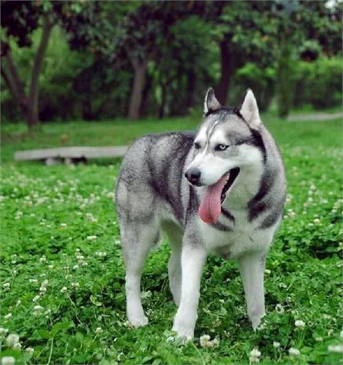 雪橇犬有哪些品种，最后一个太像大黄了