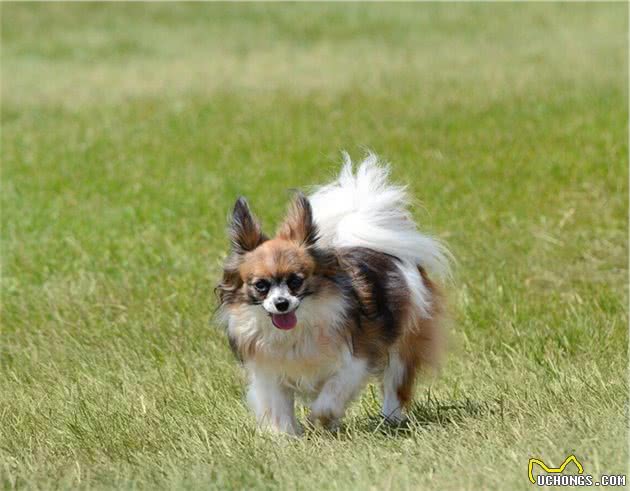 要不要养蝴蝶犬，看完这几点再决定