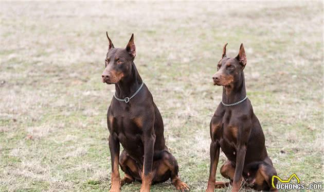 犬中绅士—杜宾犬