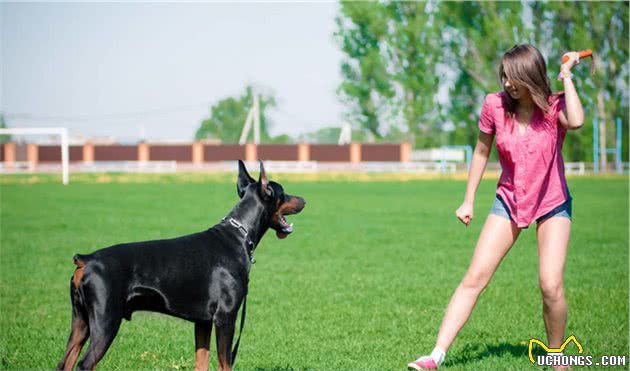 犬中绅士—杜宾犬