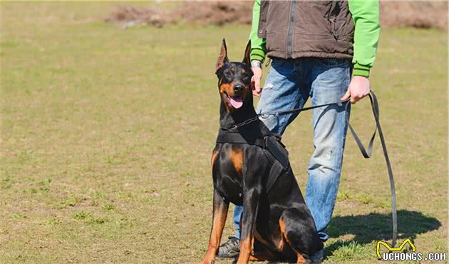 犬中绅士—杜宾犬