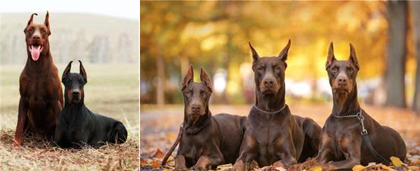 犬中绅士—杜宾犬