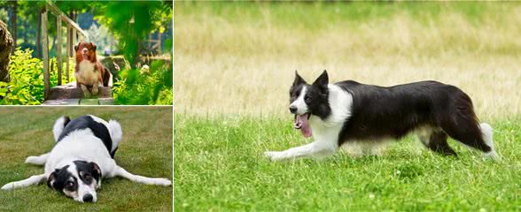 最受欢迎的八种“中型犬”，哪种更得你的“欢心”？