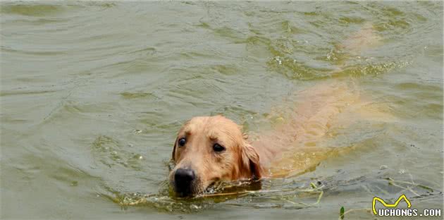 七条实用经验分享，让你更好地饲养金毛犬