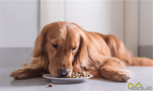 七条实用经验分享，让你更好地饲养金毛犬