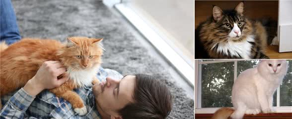 如果可以保护，这6种猫，你最想保护哪种呢？