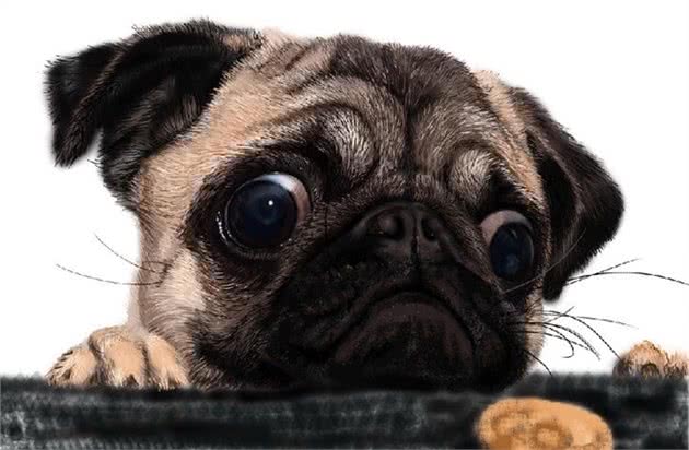 巴哥犬为什么不吃狗粮？都是被你宠坏的