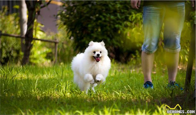 五条实用经验分享，让你更了解博美犬