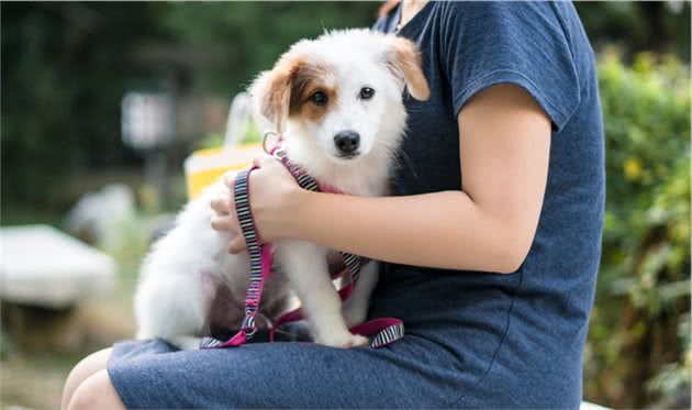 这些“中小型犬”很忠心，一旦养了，余生心里只有你