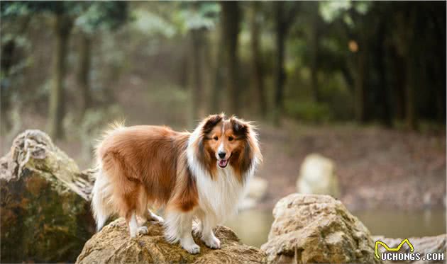 这些“中小型犬”很忠心，一旦养了，余生心里只有你