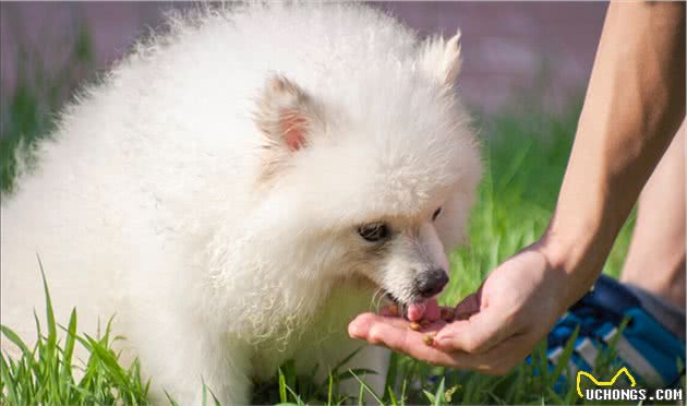 为什么狗狗排泄后会刨土？原因出乎你的意料