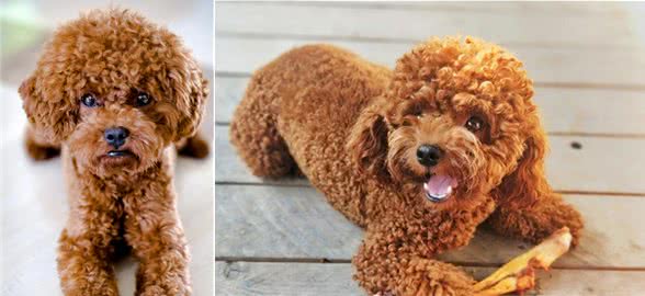 如何挑选到健康的泰迪犬？