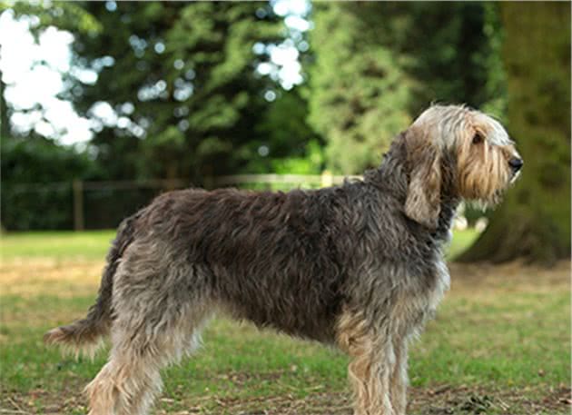 寻根问祖系列（80）：猎水獭犬（Otterhound）