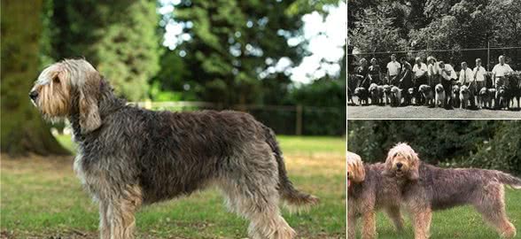 寻根问祖系列（80）：猎水獭犬（Otterhound）