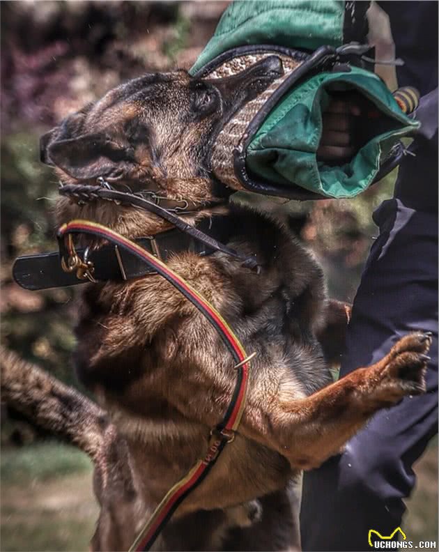 哪种狗是天生的警犬？中国昆明犬当之无愧