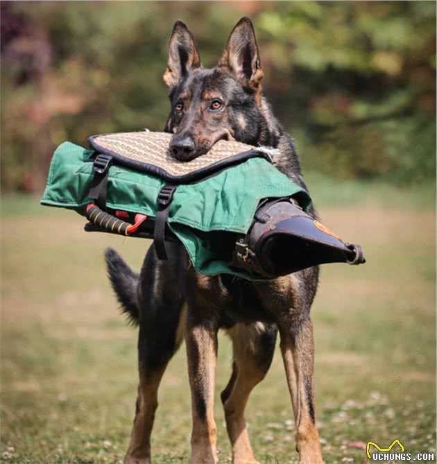 哪种狗是天生的警犬？中国昆明犬当之无愧