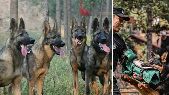 哪种狗是天生的警犬？中国昆明犬当之无愧