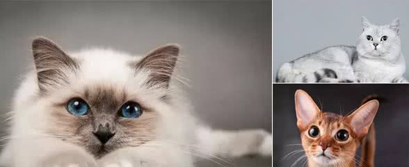 你可知道，猫咪最好的品种都有哪些？