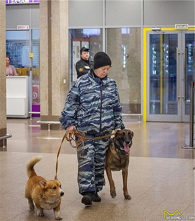 俄罗斯唯一的柯基当警官，和德牧搭档巡逻