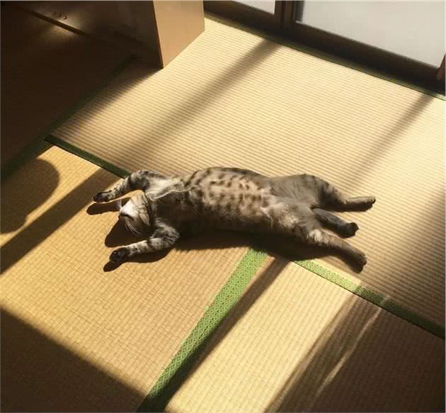 晒太阳的大狸花猫一脸享受的表情，看着我都感觉暖烘烘的