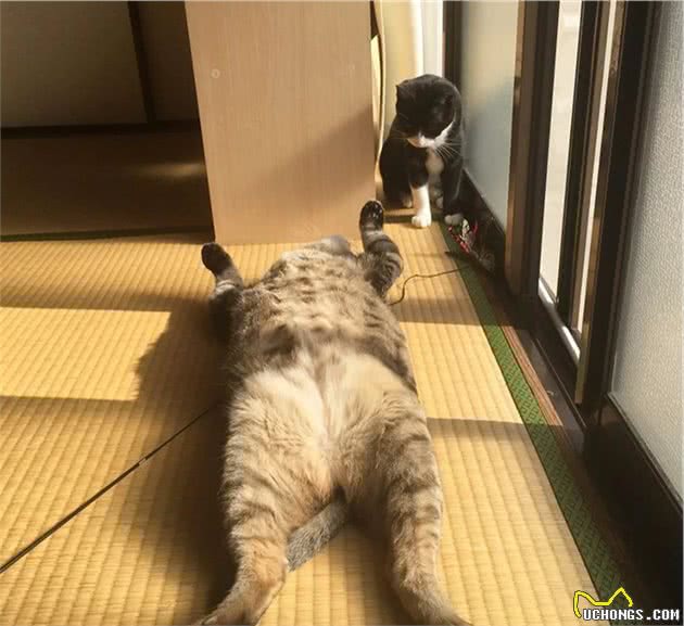 晒太阳的大狸花猫一脸享受的表情，看着我都感觉暖烘烘的