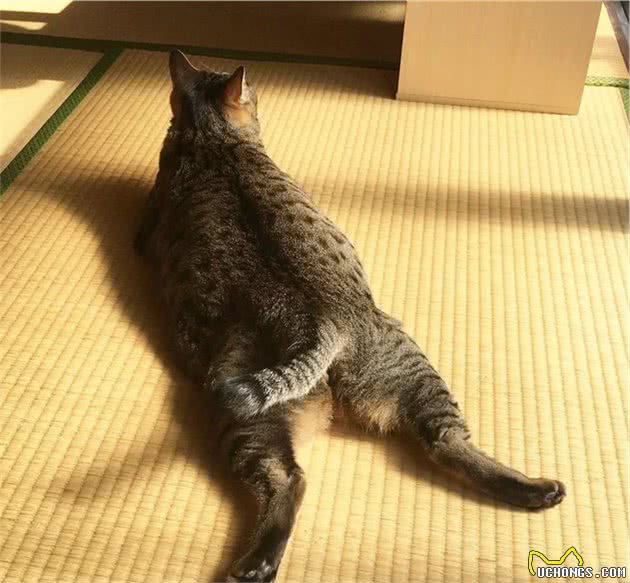 晒太阳的大狸花猫一脸享受的表情，看着我都感觉暖烘烘的