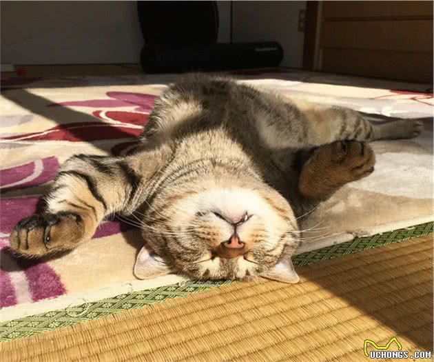 晒太阳的大狸花猫一脸享受的表情，看着我都感觉暖烘烘的