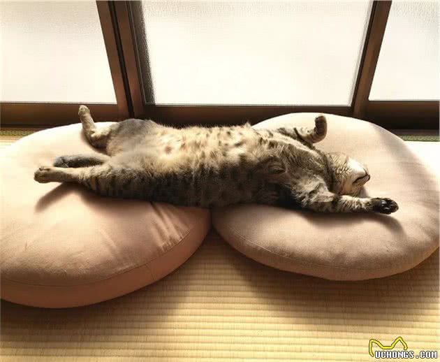 晒太阳的大狸花猫一脸享受的表情，看着我都感觉暖烘烘的