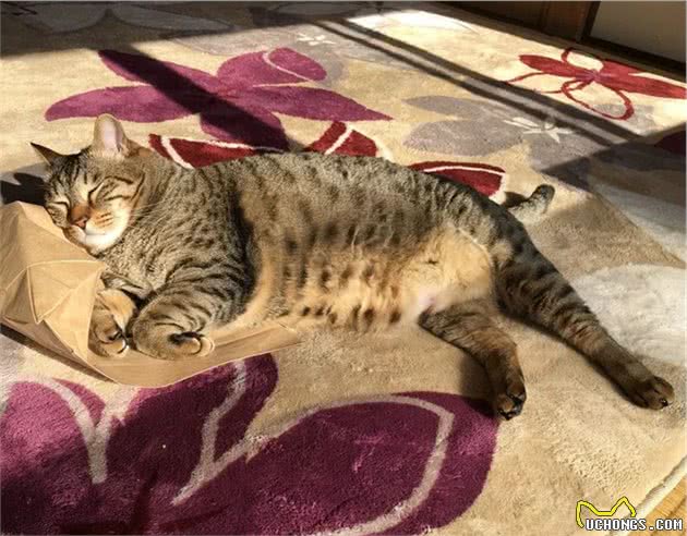 晒太阳的大狸花猫一脸享受的表情，看着我都感觉暖烘烘的