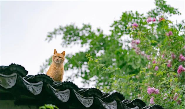 南艺著名的蔷薇花路，猫猫们出入花丛间，拍出来真是好美