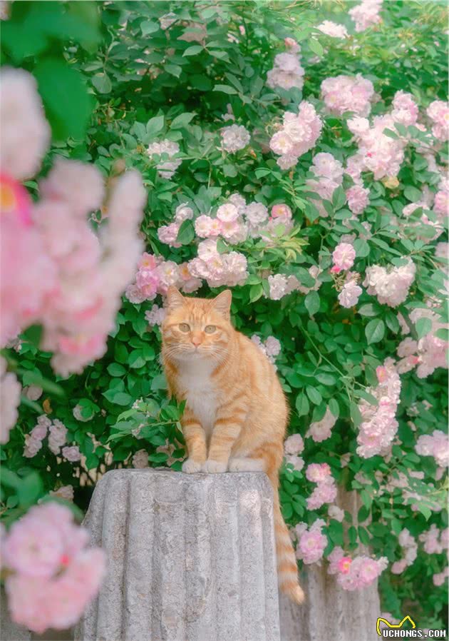 南艺著名的蔷薇花路，猫猫们出入花丛间，拍出来真是好美