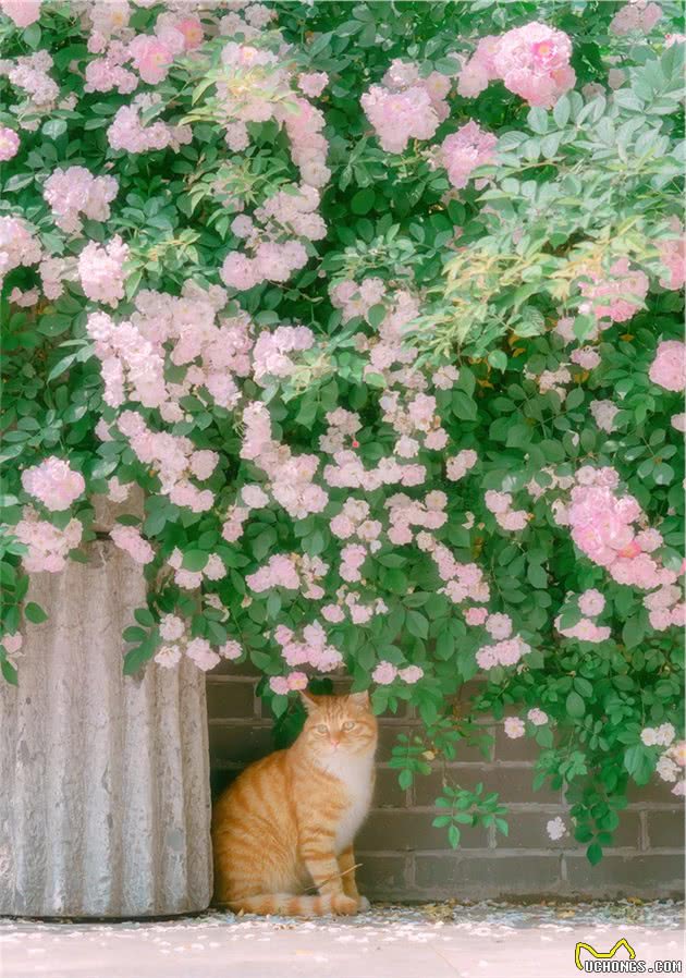 南艺著名的蔷薇花路，猫猫们出入花丛间，拍出来真是好美