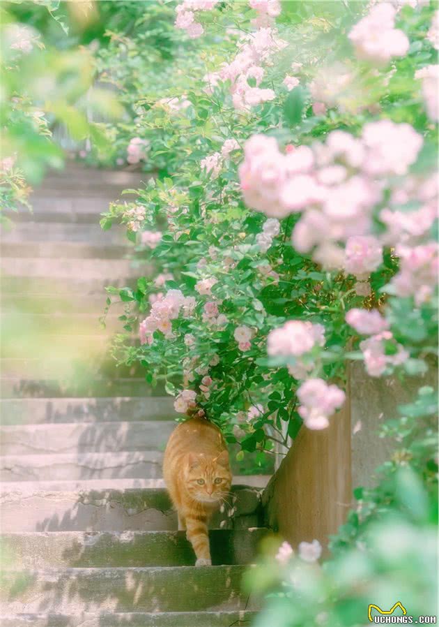 南艺著名的蔷薇花路，猫猫们出入花丛间，拍出来真是好美