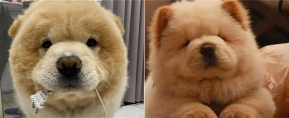 想养松狮犬，除非你能接受它这些“不足”