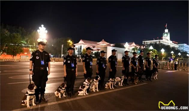 超级A的警犬！