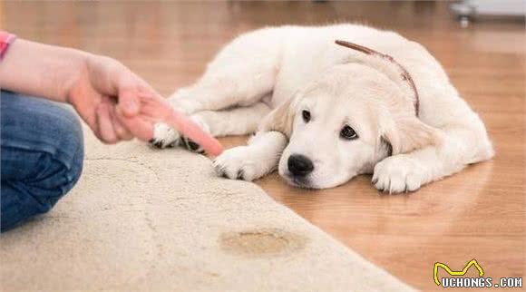 宠物狗最怕的惩罚是什么？什么样的惩罚最有效