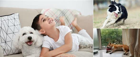家养最好不要选这5种狗狗，掉毛很厉害，你家汪星人上榜了吗？