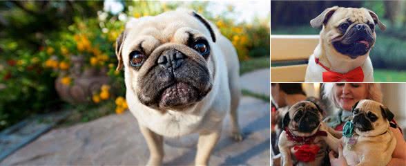 为什么喜欢巴哥犬的人越来越多？这7个优点，连我看了都喜欢