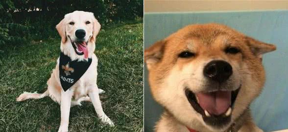 精力旺盛的宠物狗狗名字好听好记好念-可爱点