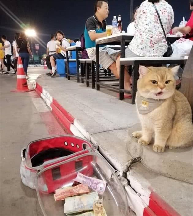 猫咪路边乞讨，但这身材谁会信？网友：它一晚赚得比我一天还多