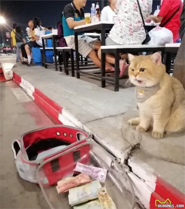 猫咪路边乞讨，但这身材谁会信？网友：它一晚赚得比我一天还多