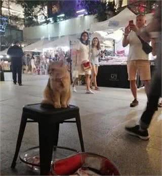 猫咪路边乞讨，但这身材谁会信？网友：它一晚赚得比我一天还多