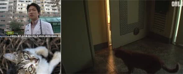 喂养流浪猫会破坏生态环境？千万不要喂养流浪猫？